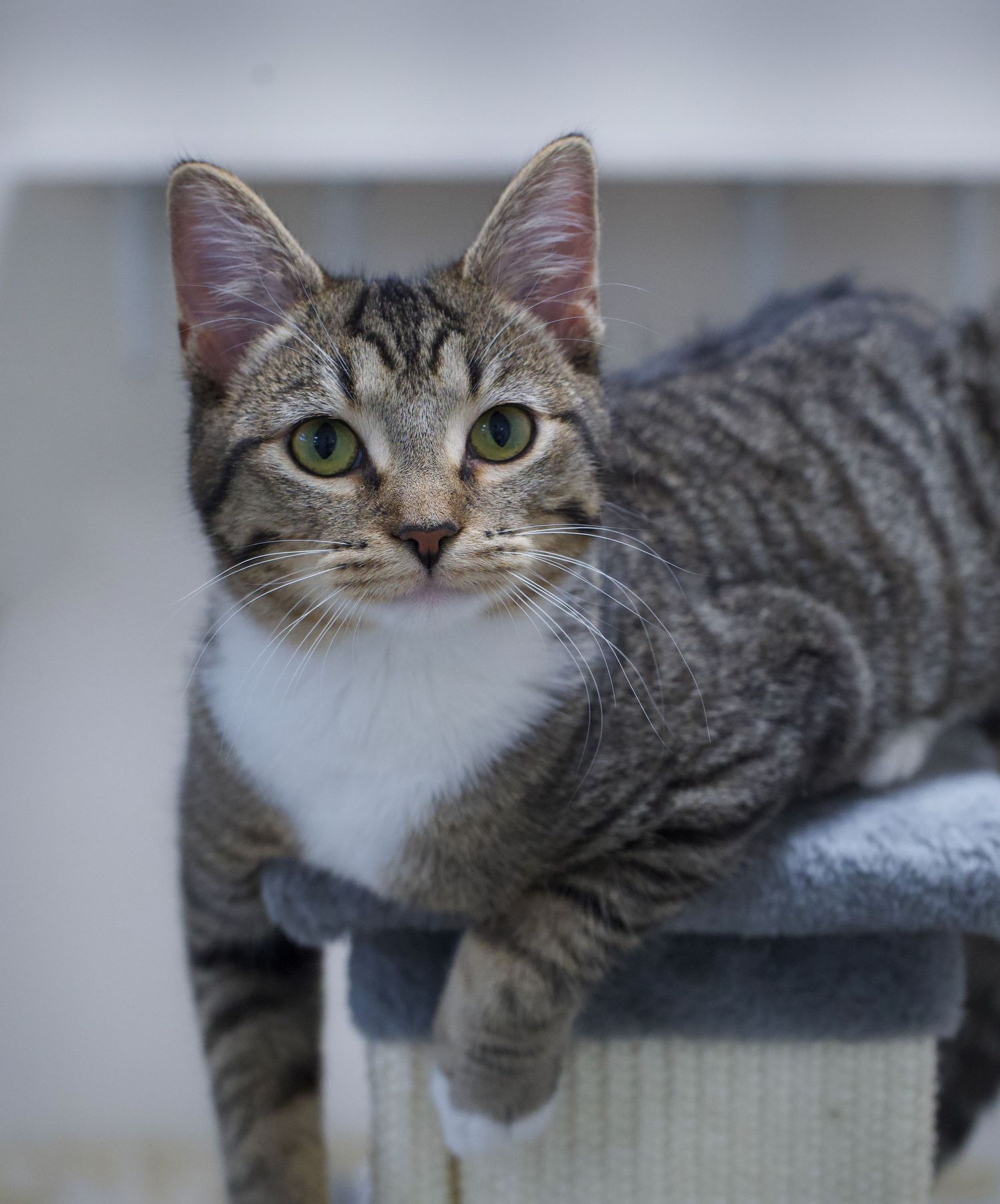 A tabby cat with green eyes perches alertly on top of a gray cat tree.