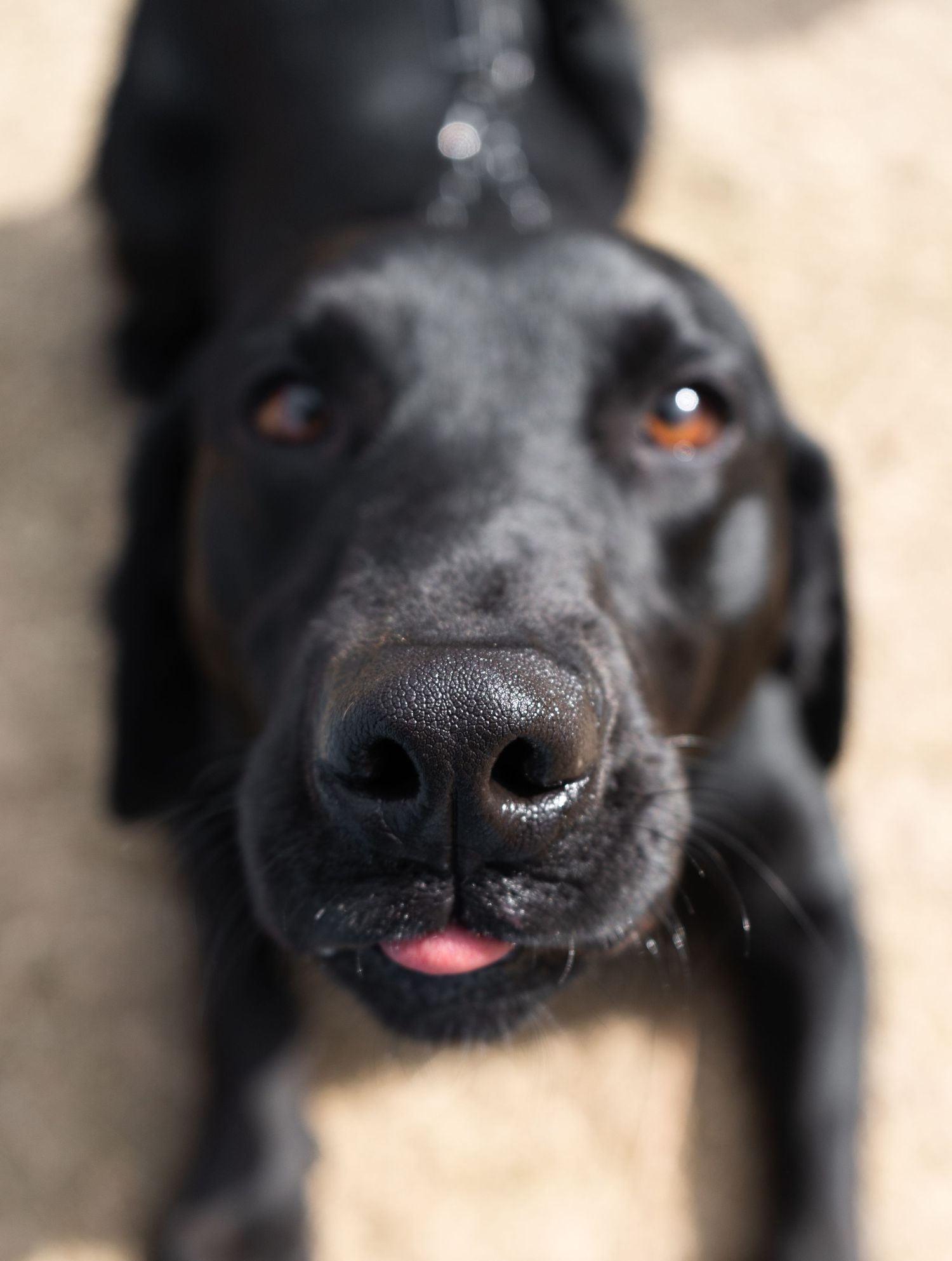 Close-up portrait of a friendly black Labrador dog looking up with tongue slightly out.