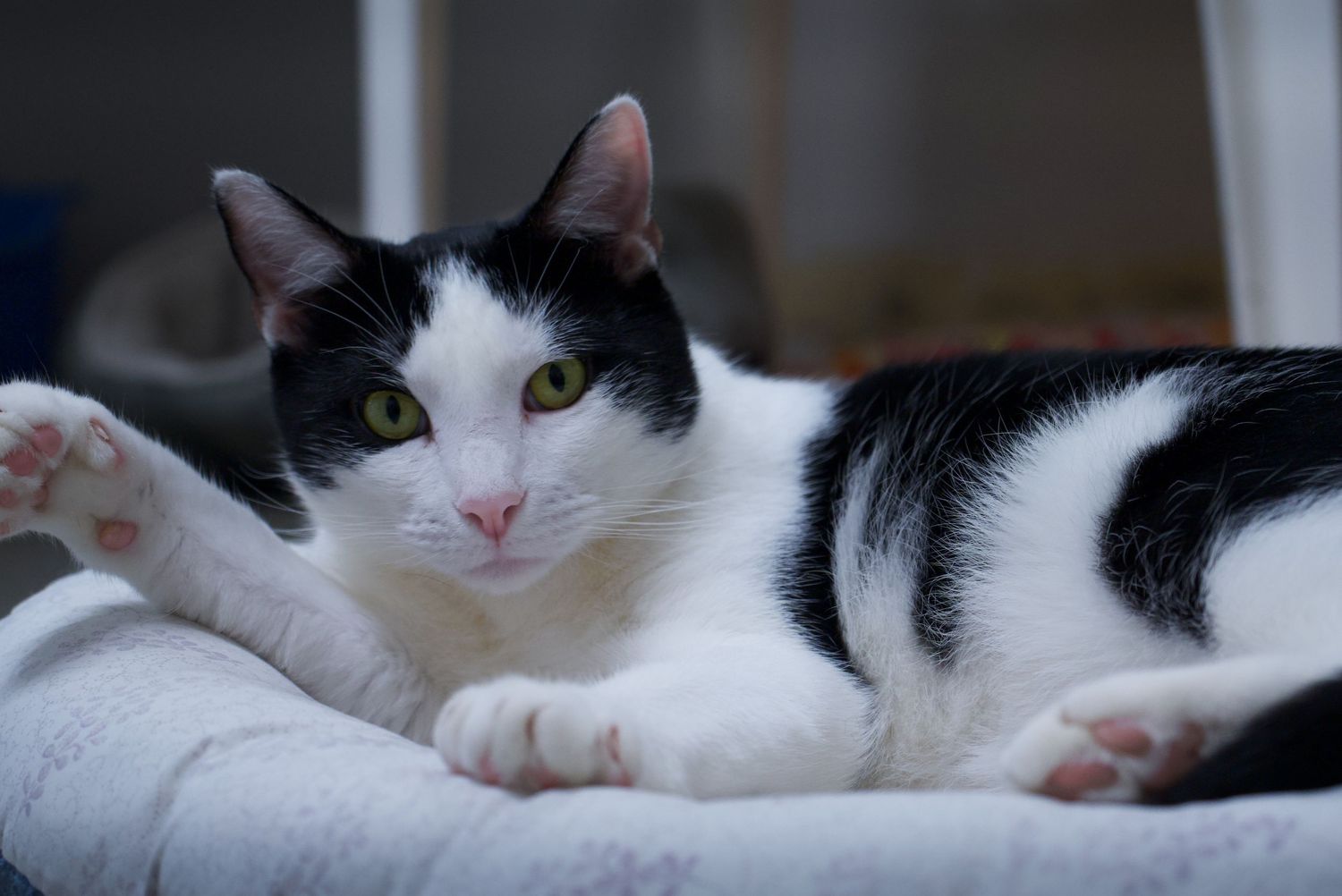 Black and white cat with green eyes lounging comfortably on a gray cushion.