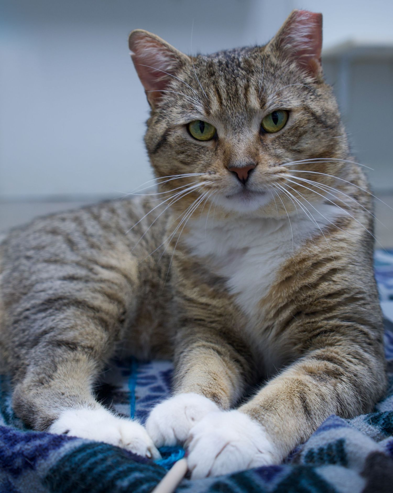 A brown tabby cat with white paws and green eyes lounges on a colorful blanket.