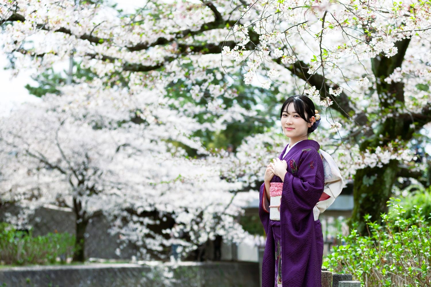 成人式　櫻　夙川公園 sakura