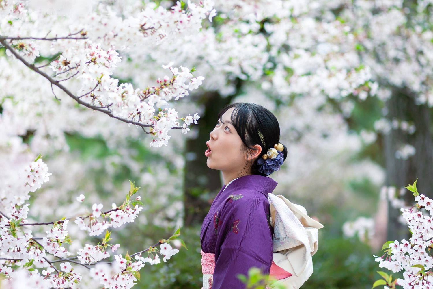 成人式　櫻　夙川公園 sakura