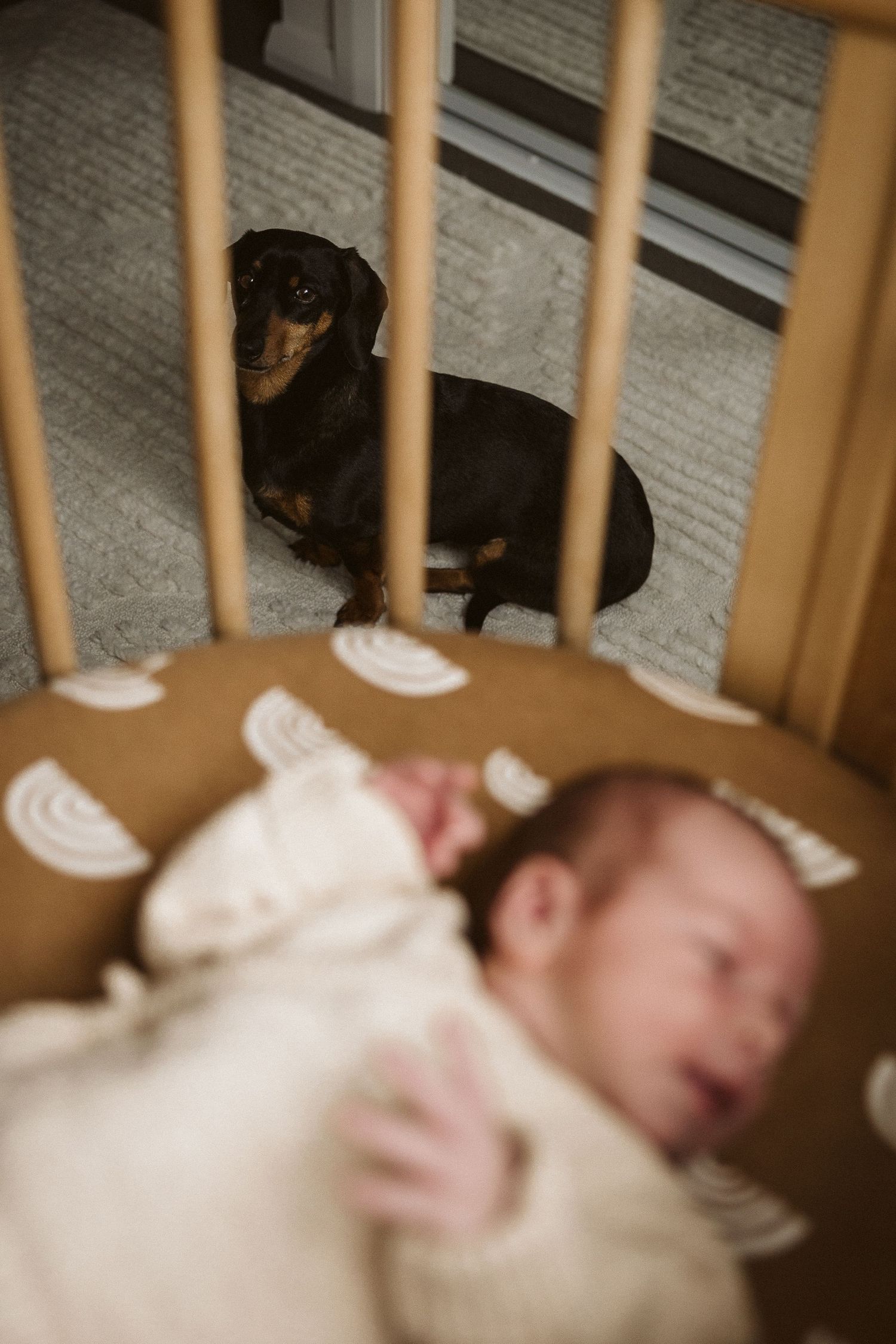 Curious dachshund dog watching over sleeping newborn baby through wooden crib slats.