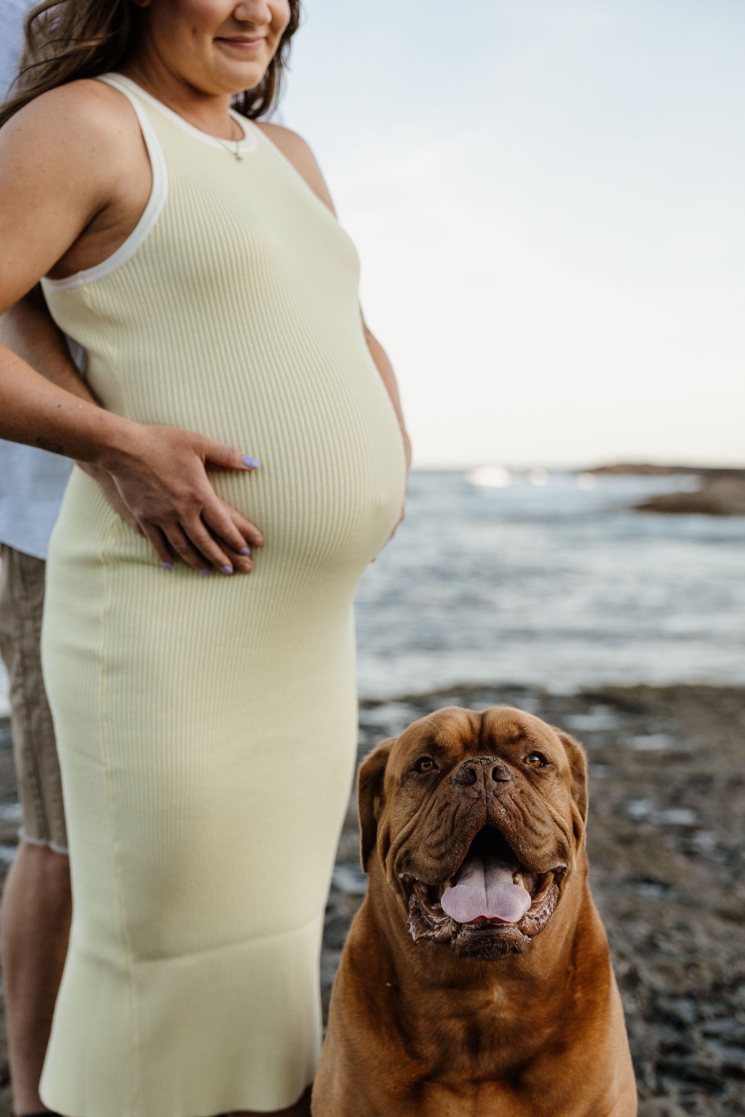 Dogue de Bordeaux dog sitting in front of pregnant woman in yellow ribbed dress on rocky beach.