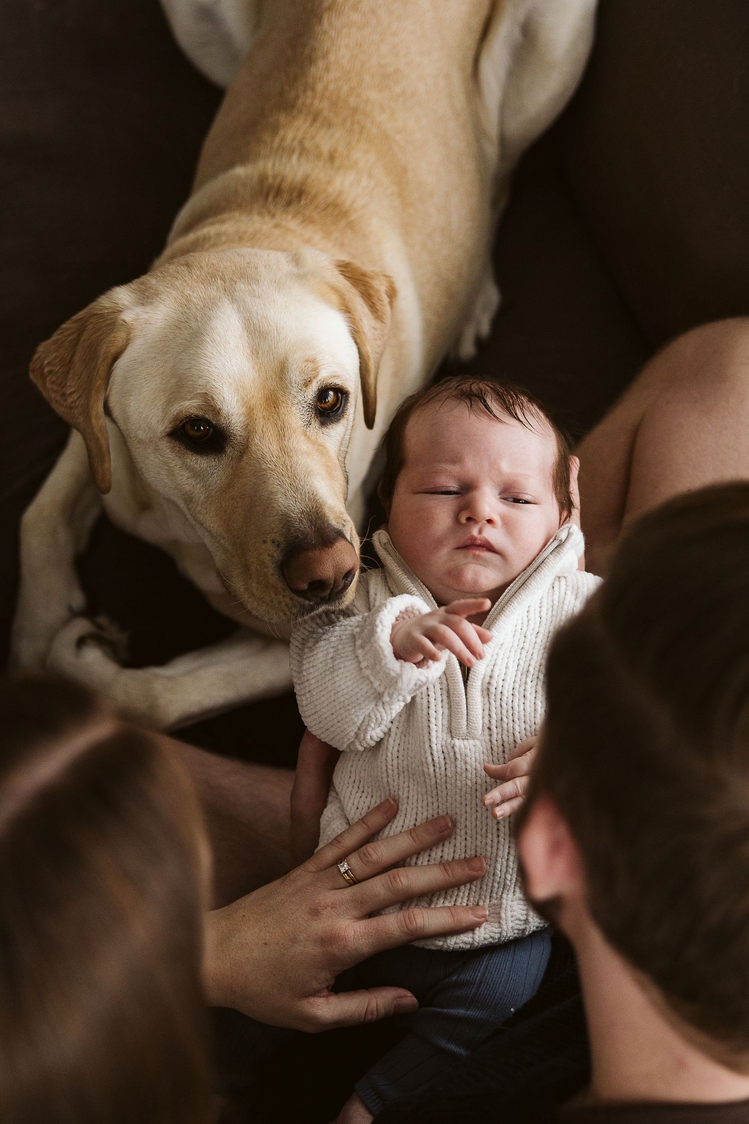 Yellow Labrador dog curiously sniffs sleeping newborn baby held by parents.