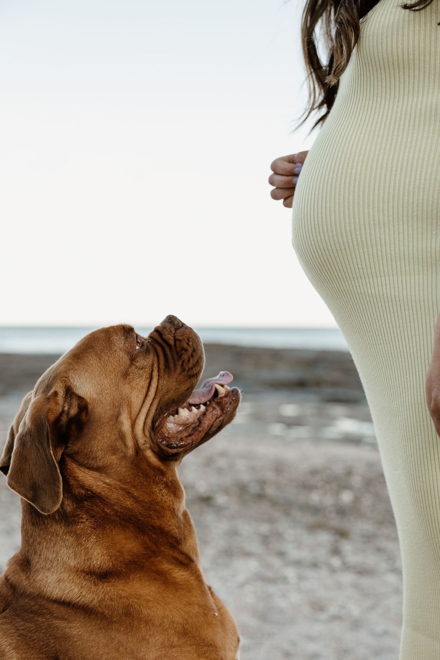 Large brown Mastiff dog looks up at pregnant womans belly on beach.
