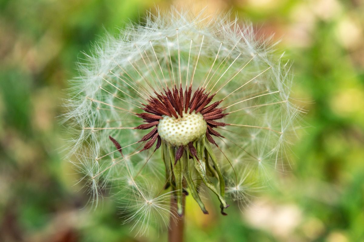 Dandelion whispers