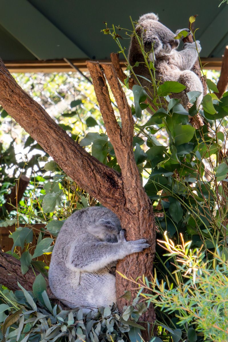 Koala twins Symbio Wildlife Park