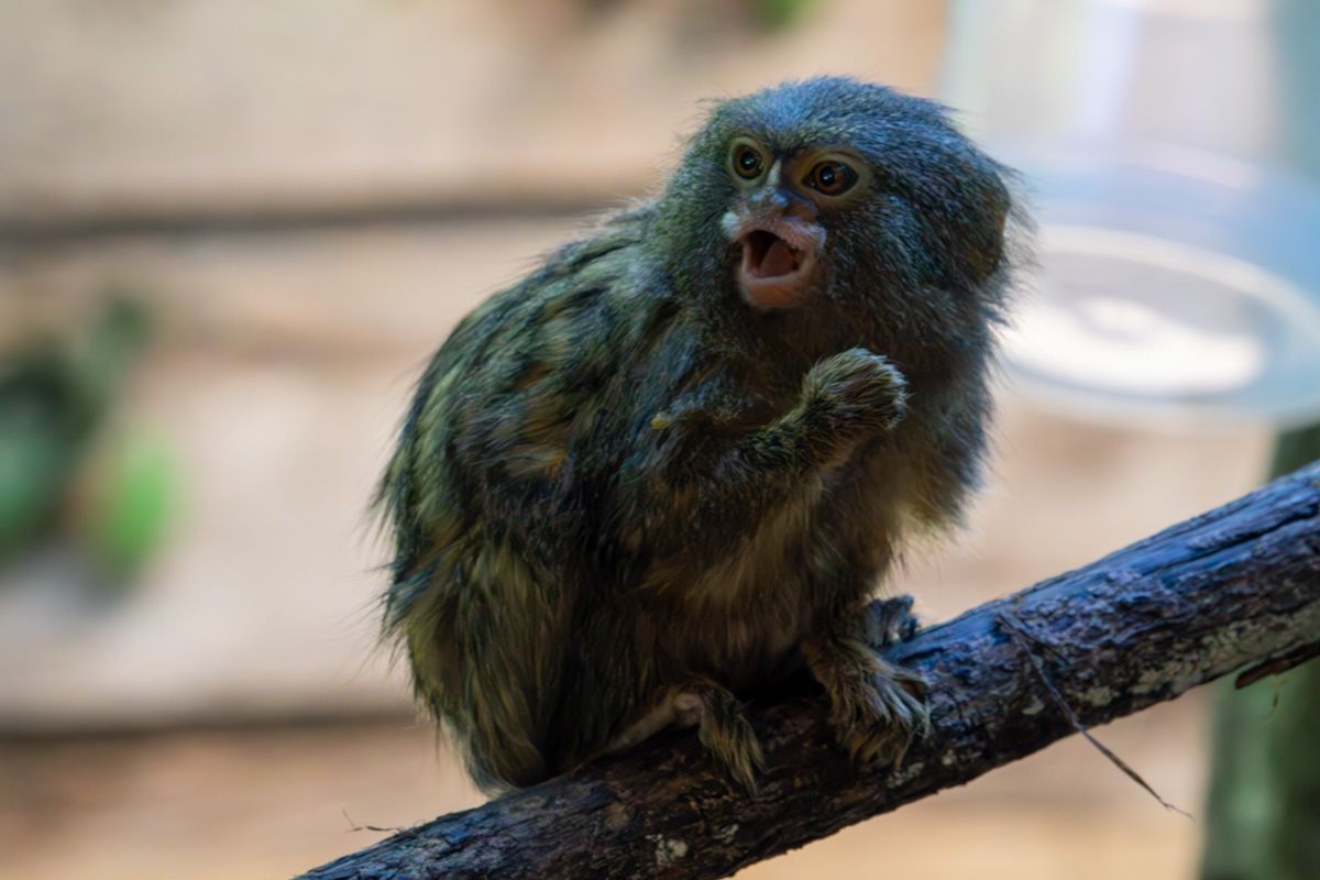 Little monkey Symbio Wildlife Park