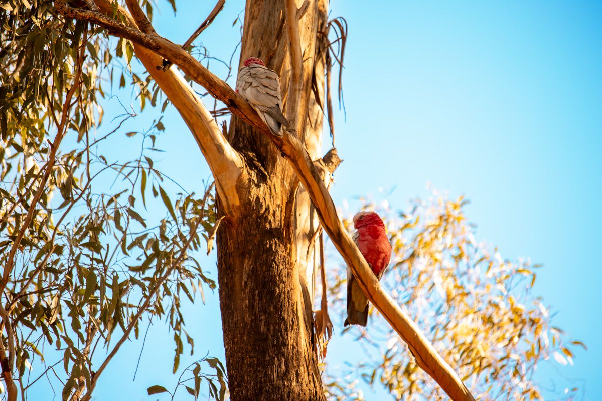 Galahs Dubbo Zoo
