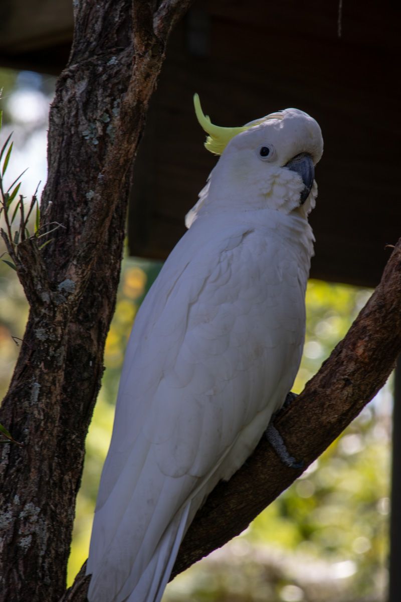 Free range Cockatoo Symbio Wildlife Park