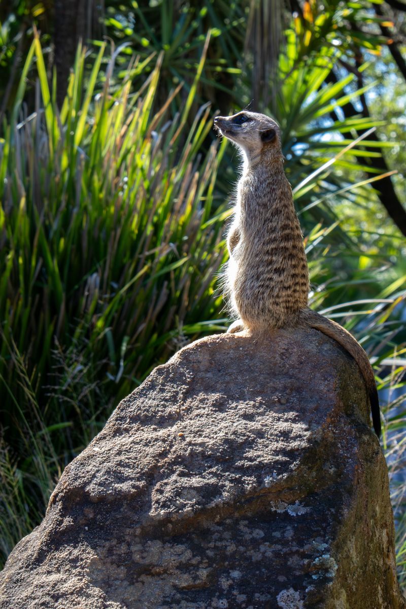 Meerkat King Symbio Wildlife Park
