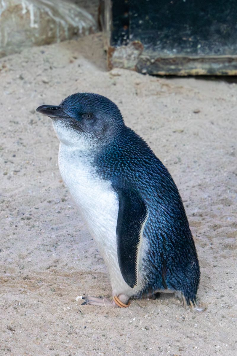 Little penguins Symbio Wildlife Park
