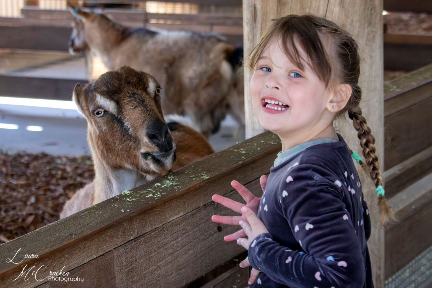 Goat Surprise, Symbio Wildlife Park