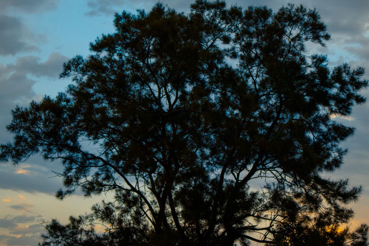 Tree Sunset