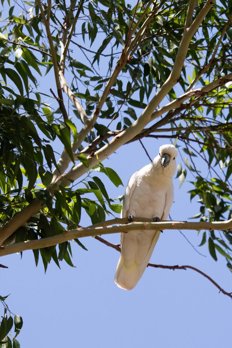 Cockatoo West Wollongong