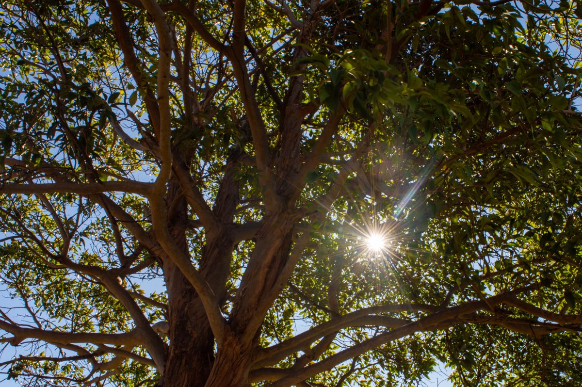 Sun through the trees
