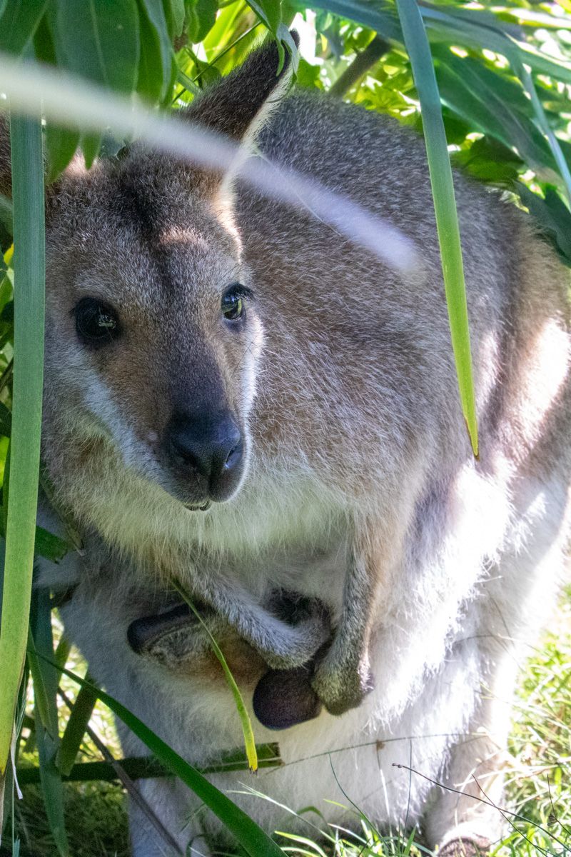 Kangaroo Mum and Joey Hiding in the bush