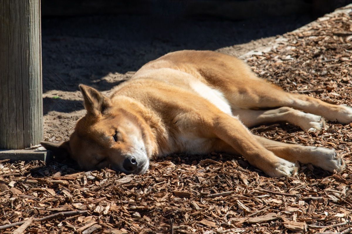 Dingo sleeping Symbio wildlife Park
