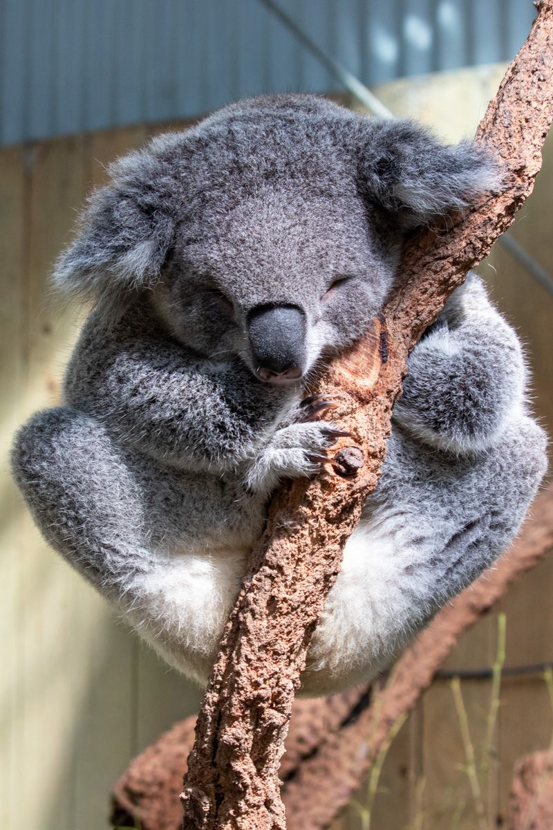 Koala sleeping Symbio Wildlife Park