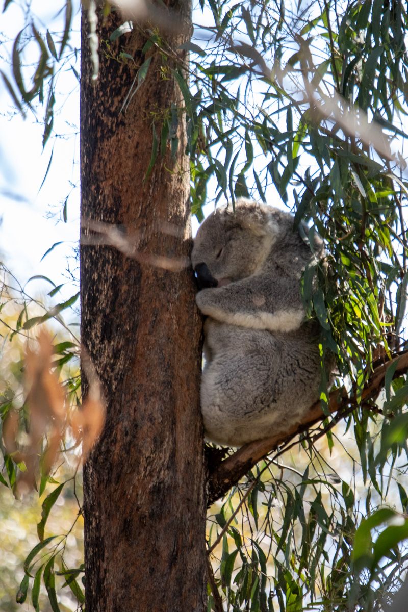 Koala Dubbo Zoo