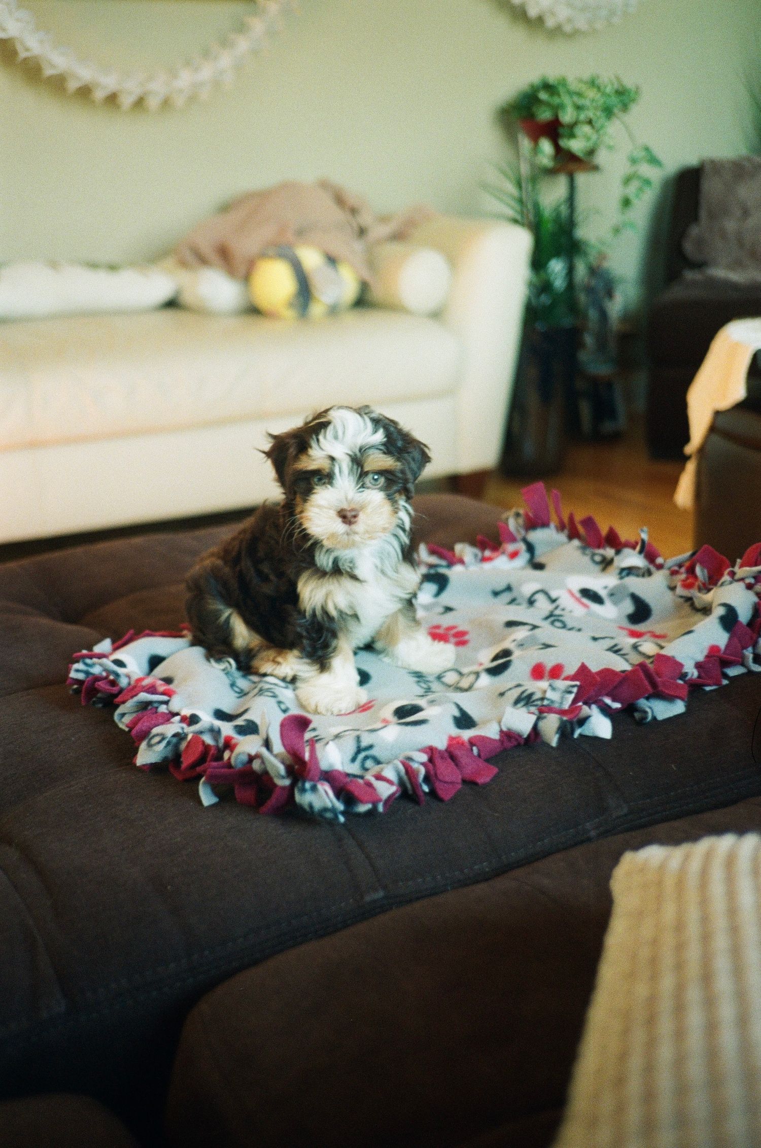 35mm photograph of a small puppy.