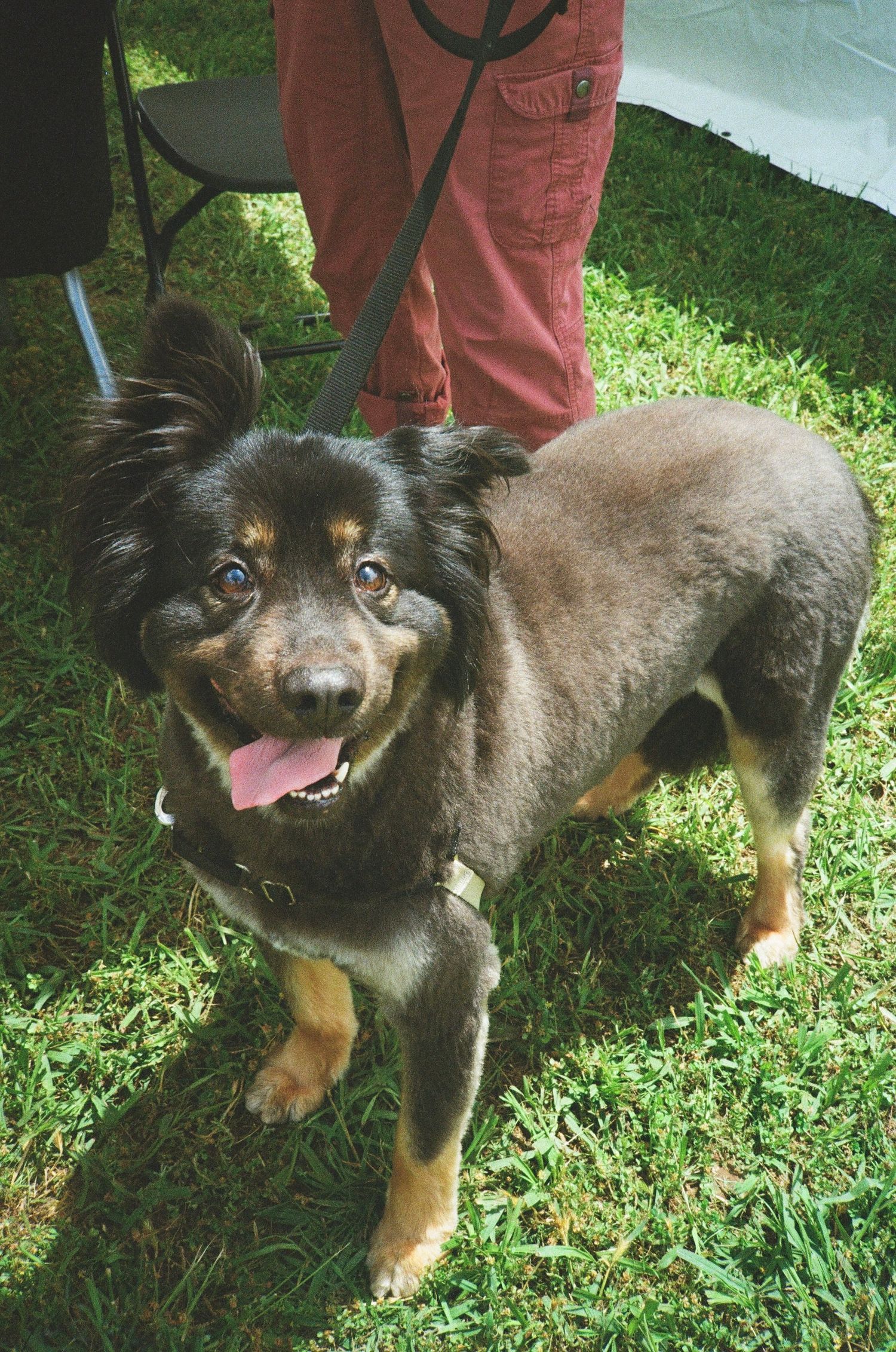 35mm film photograph of a happy dog.