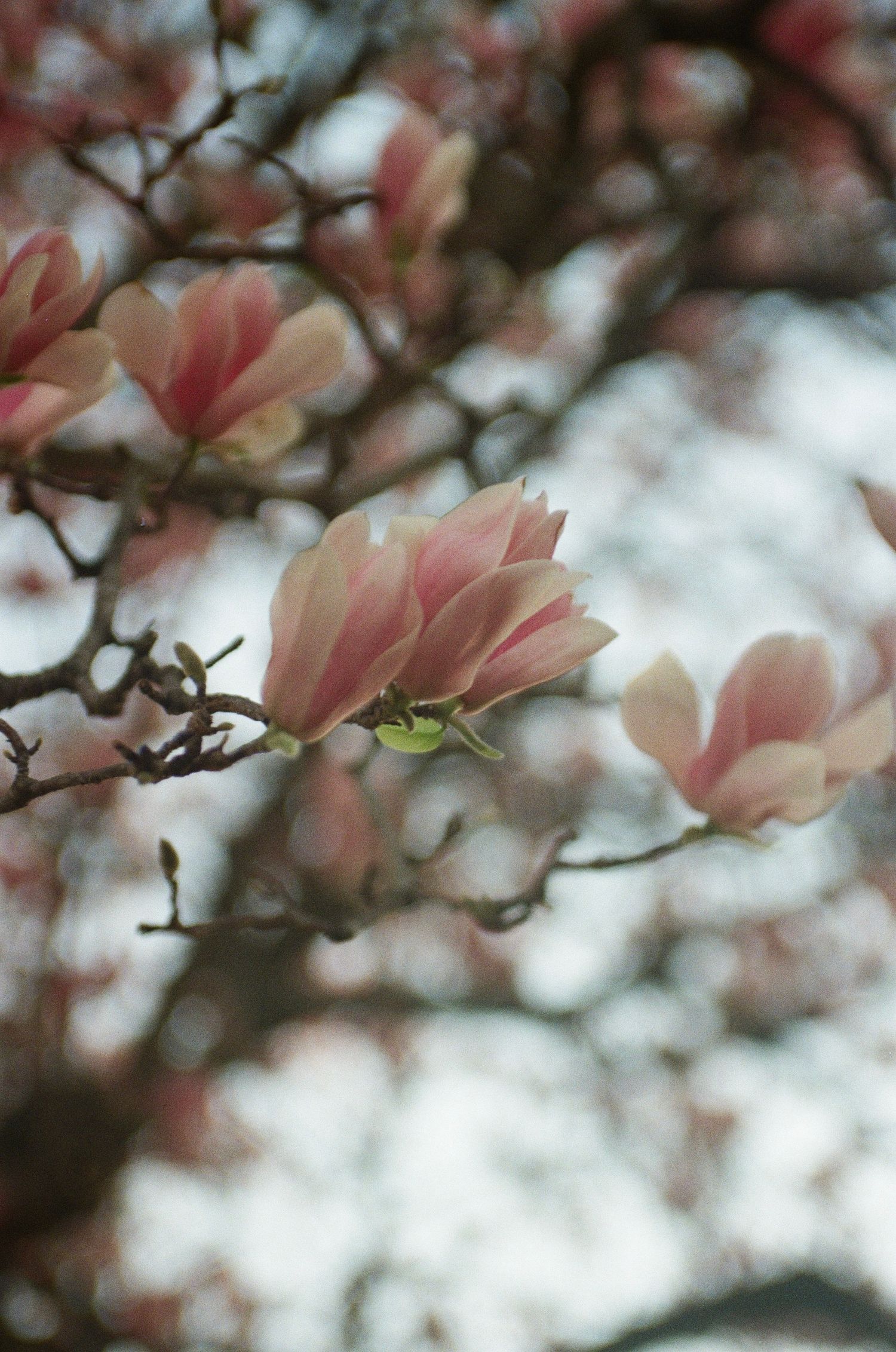 35mm photograph of a pink and white flower blooming in the spring.