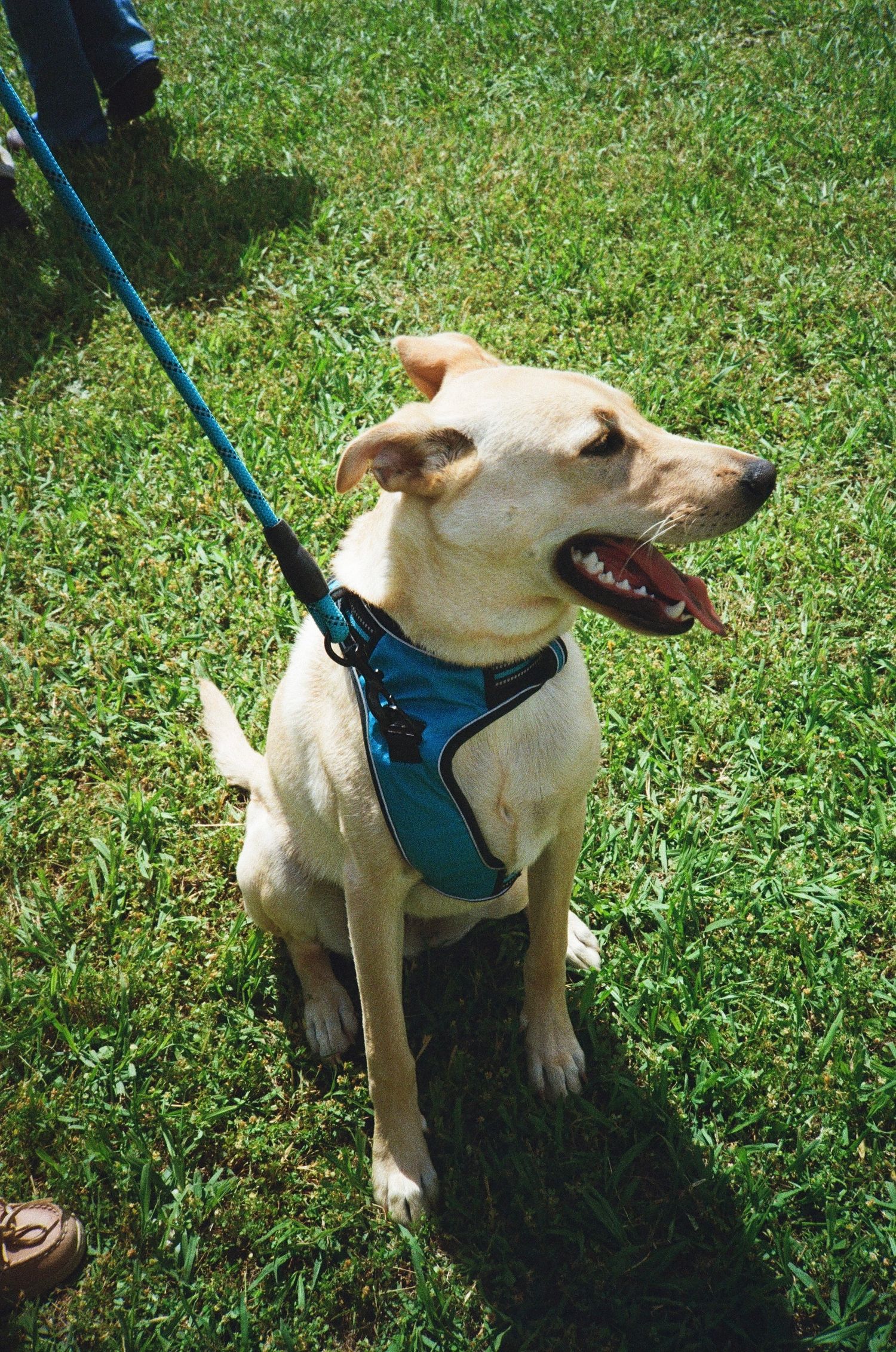 35mm film photograph of a joyful dog.