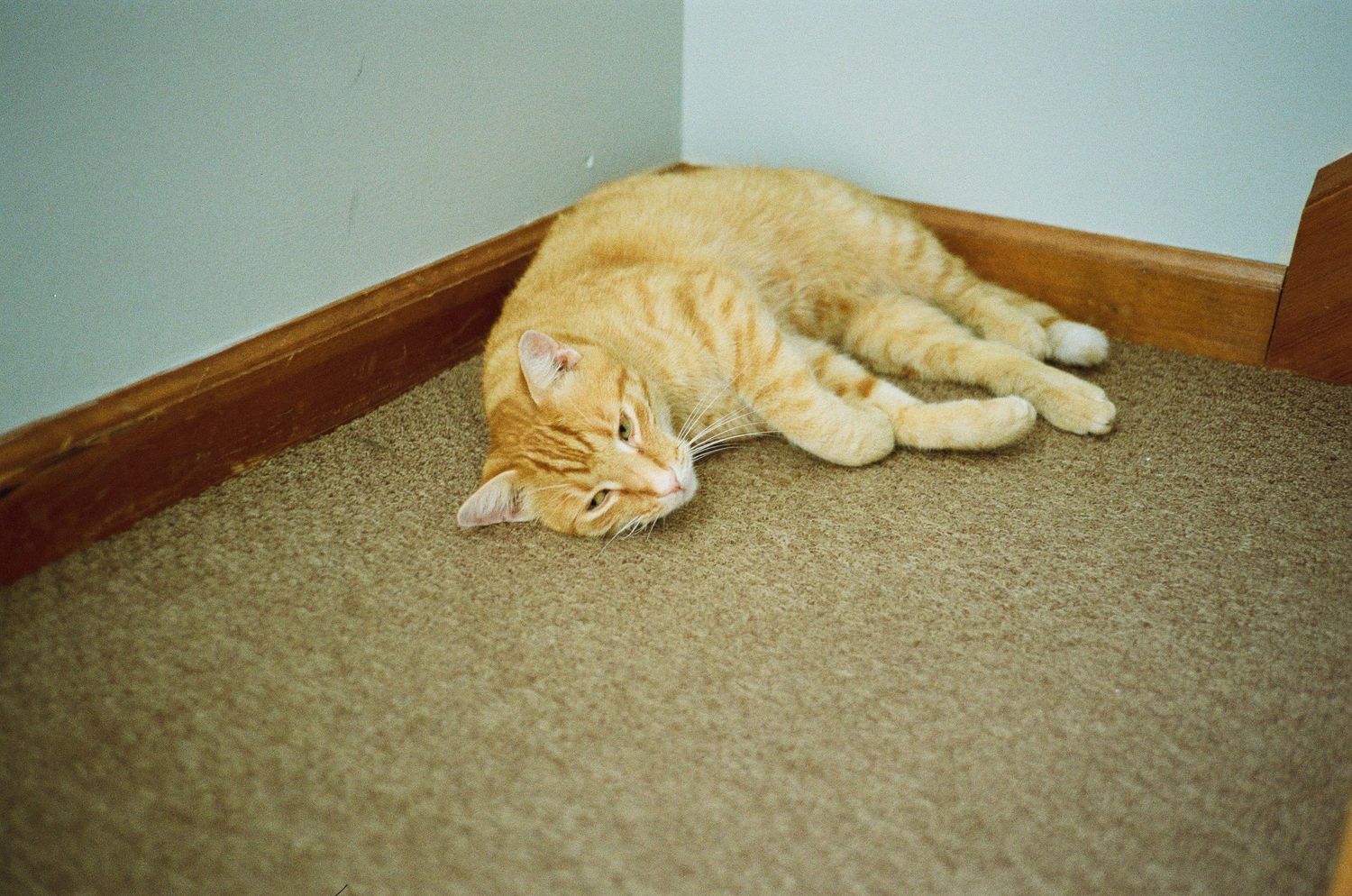 35mm photograph of a sleepy cat.