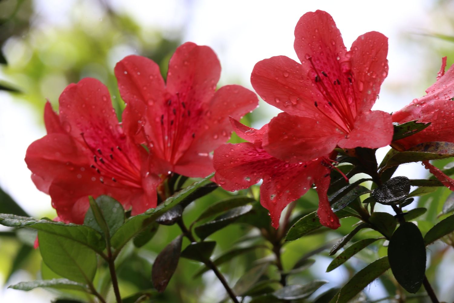 Okinawa, Japan Photography