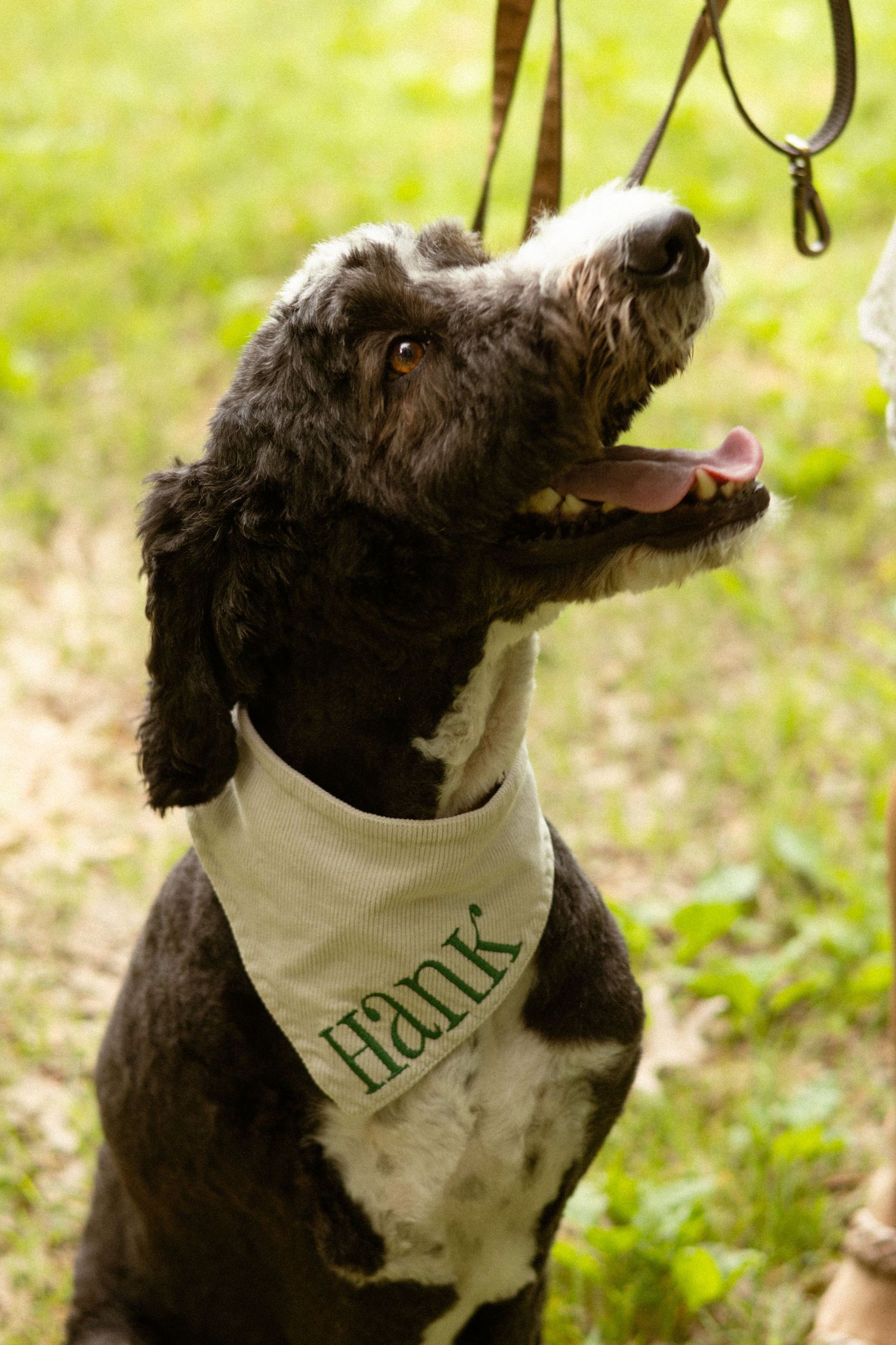 Dark curly-haired dog named Hank wearing a white bandana sits outdoors on green grass, looking up happily.
