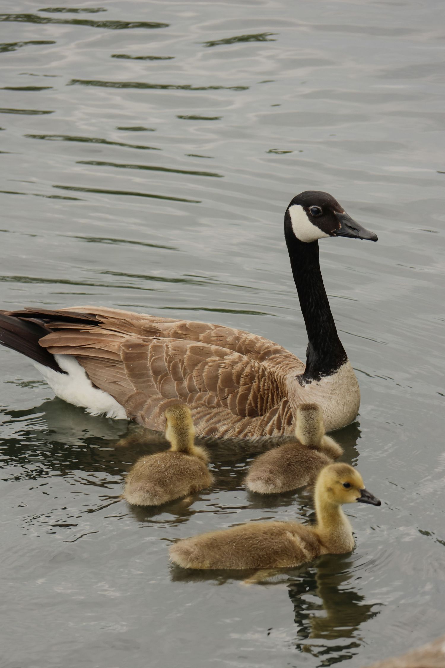 Canada goose swimming with goslings in calm water.