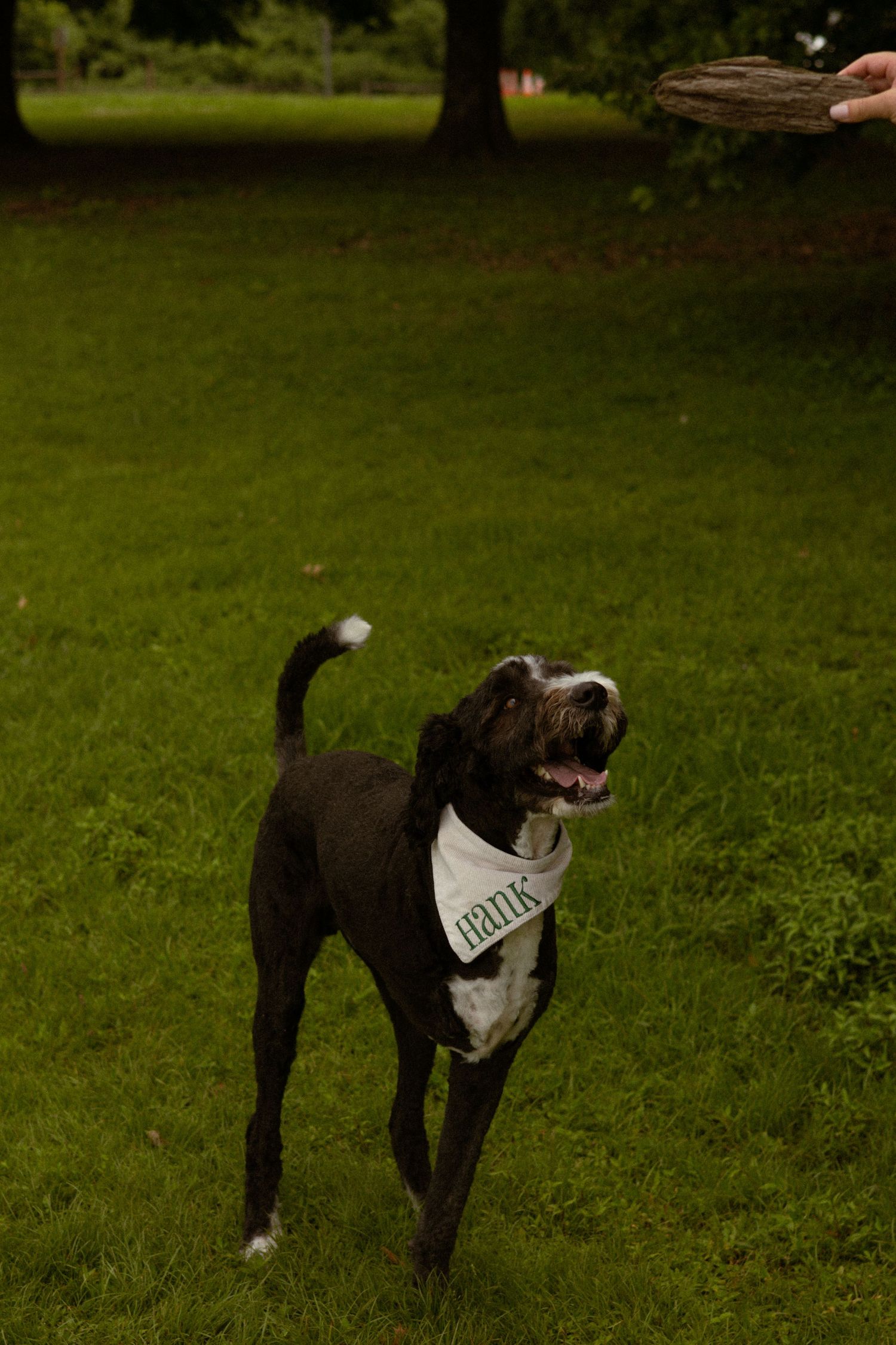A black and white dog named Hank wearing a bandana plays fetch with a frisbee on a lush green lawn.