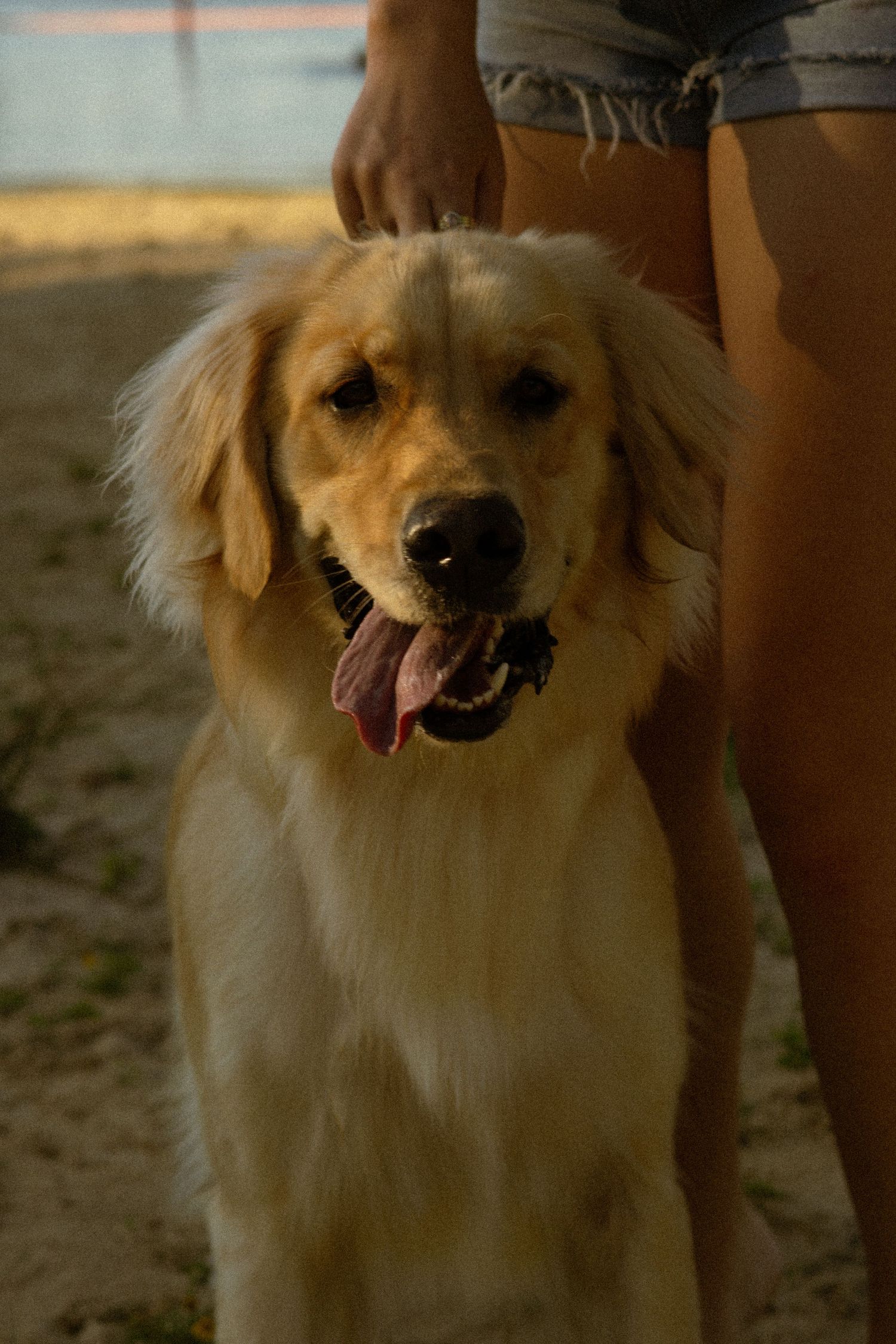 A happy Golden Retriever sitting on a sandy beach with tongue out, held by a person in denim shorts.
