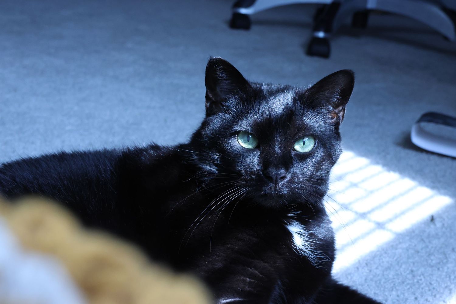 Cat Photography