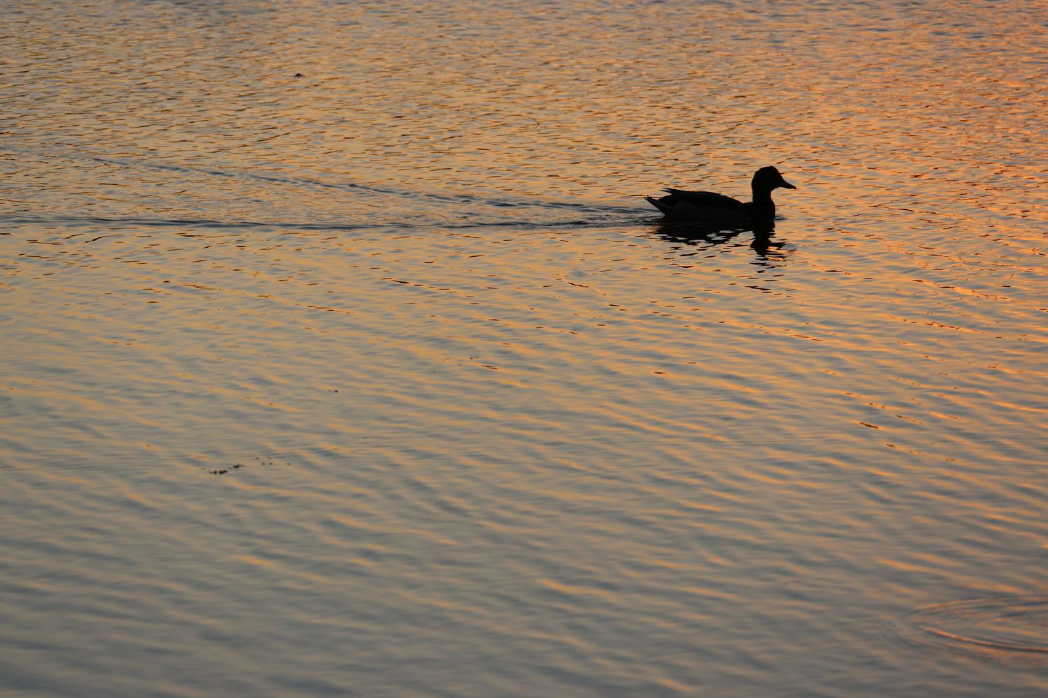 Duck on Water
