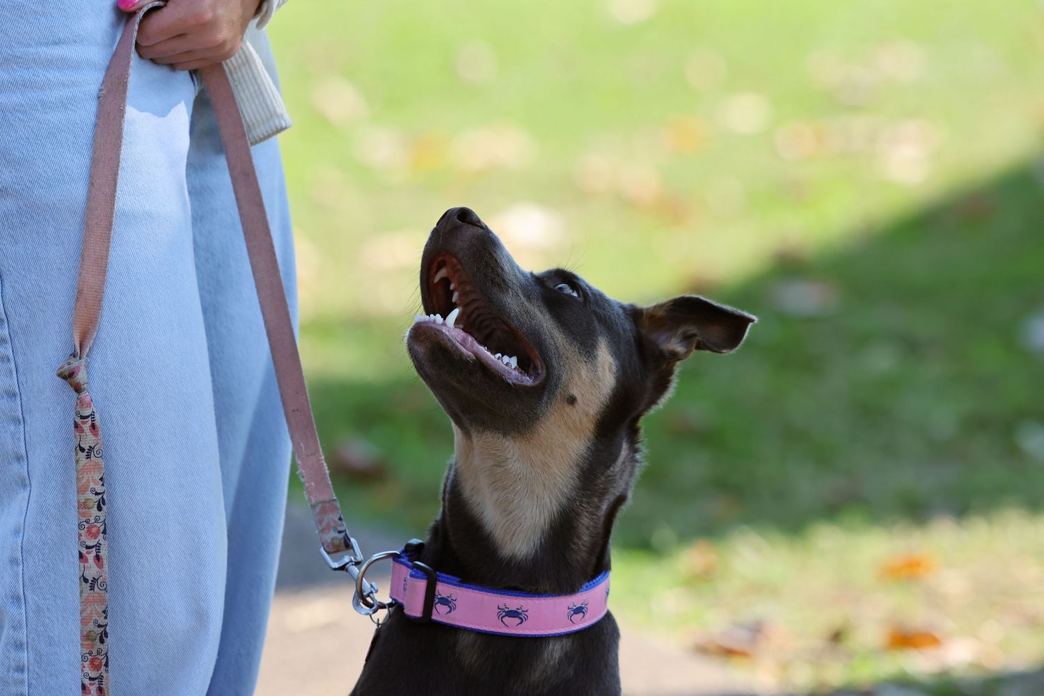 Black dog wearing a pink collar looks up excitedly at their owner.