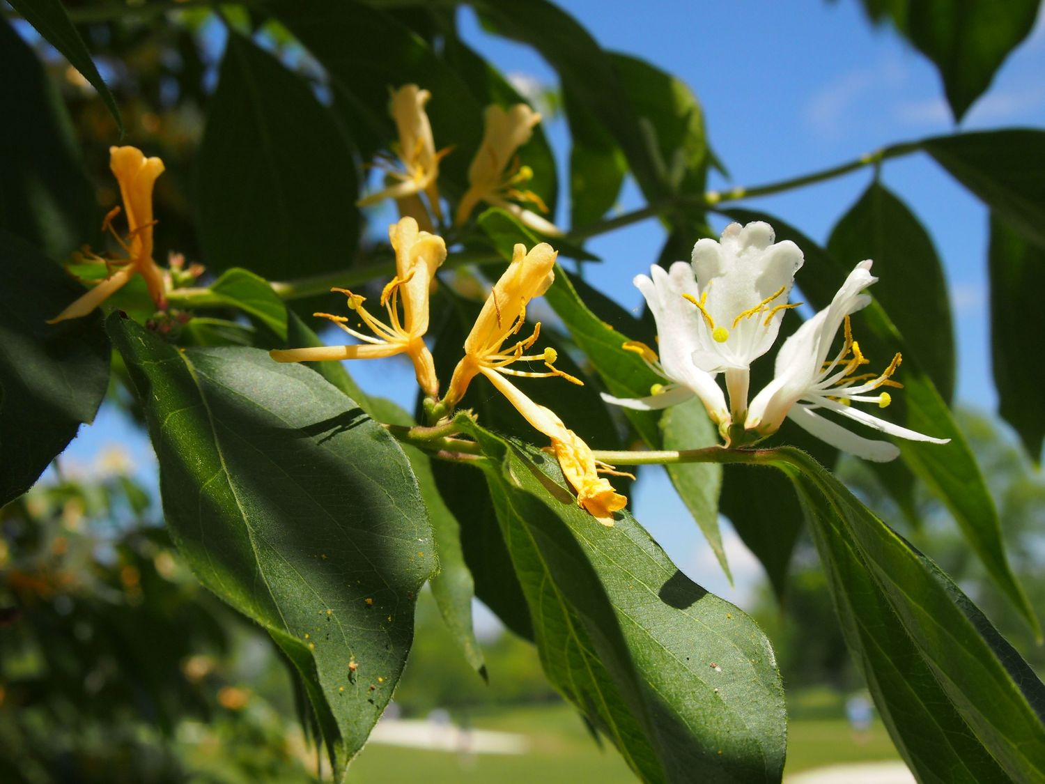 Yellow and white honeysuckle flowers blooming among green leaves against blue sky.