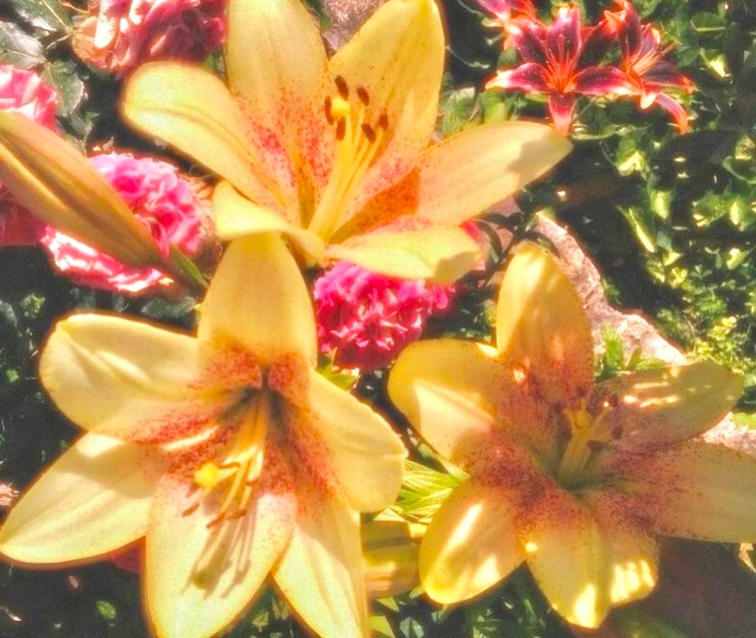 Vibrant yellow lilies with orange centers bloom in a sunny garden surrounded by pink and red flowers.