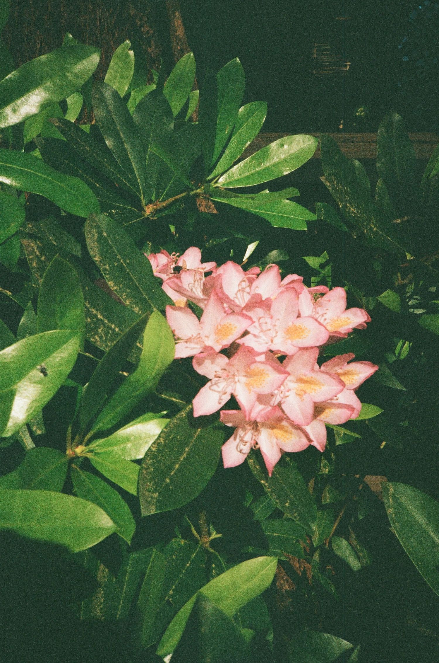 35mm photograph of a flower with greenery.