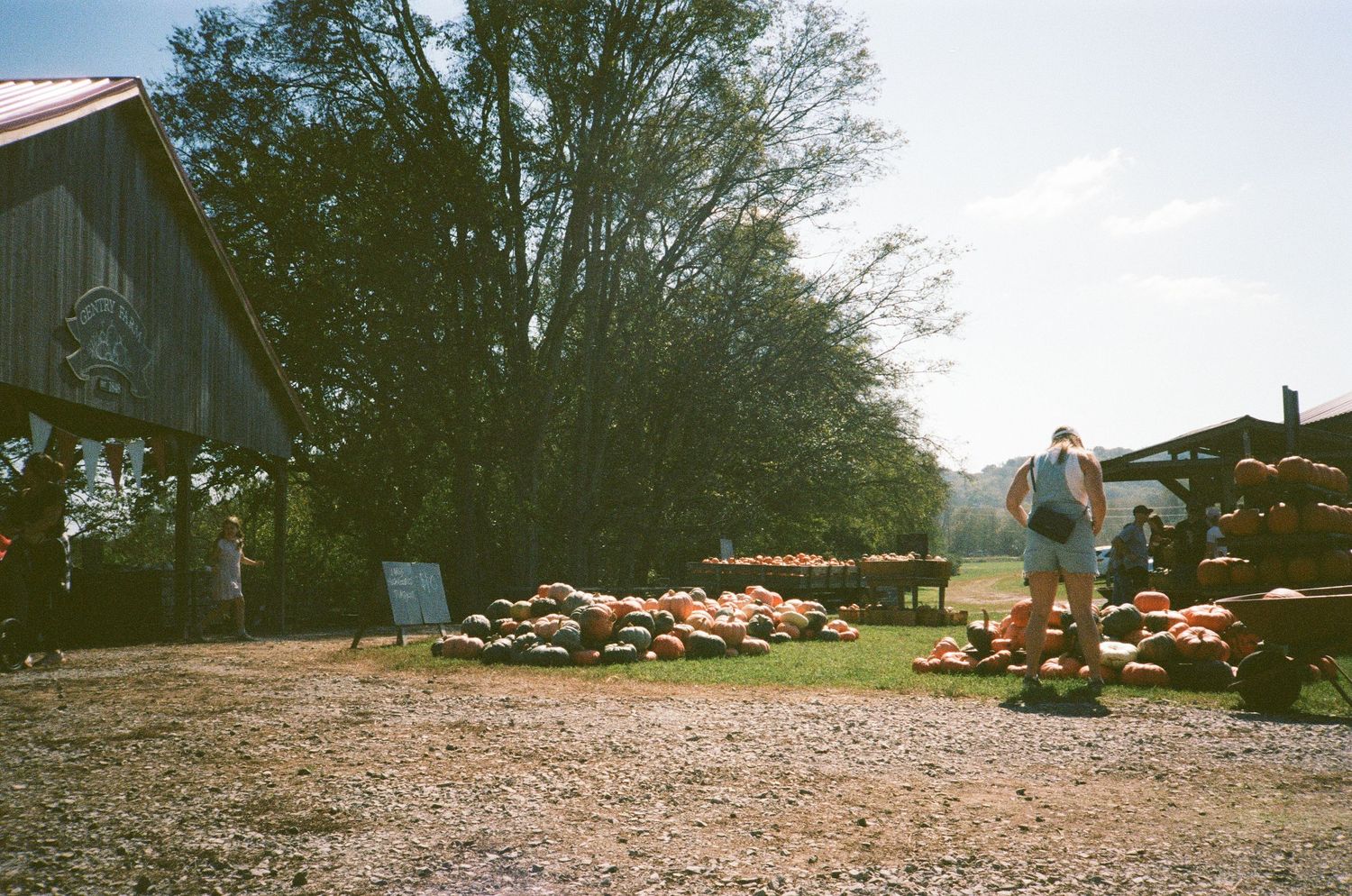 35mm photograph of a pumpkin farm.