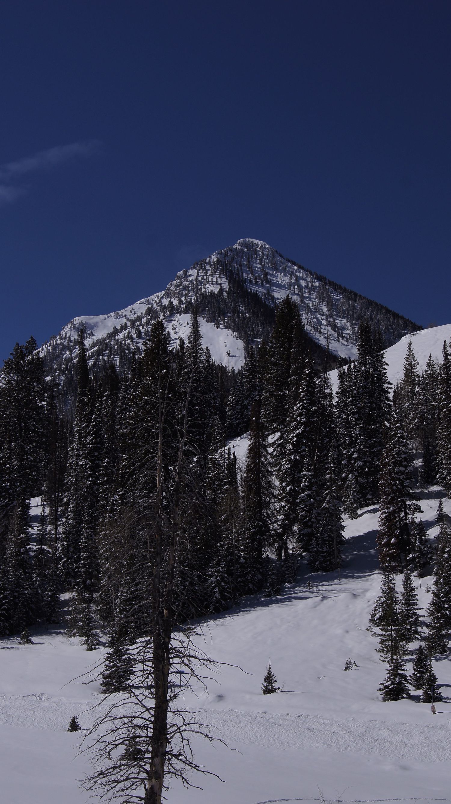 Snow-covered mountain peaks and evergreen forest under deep blue winter sky.