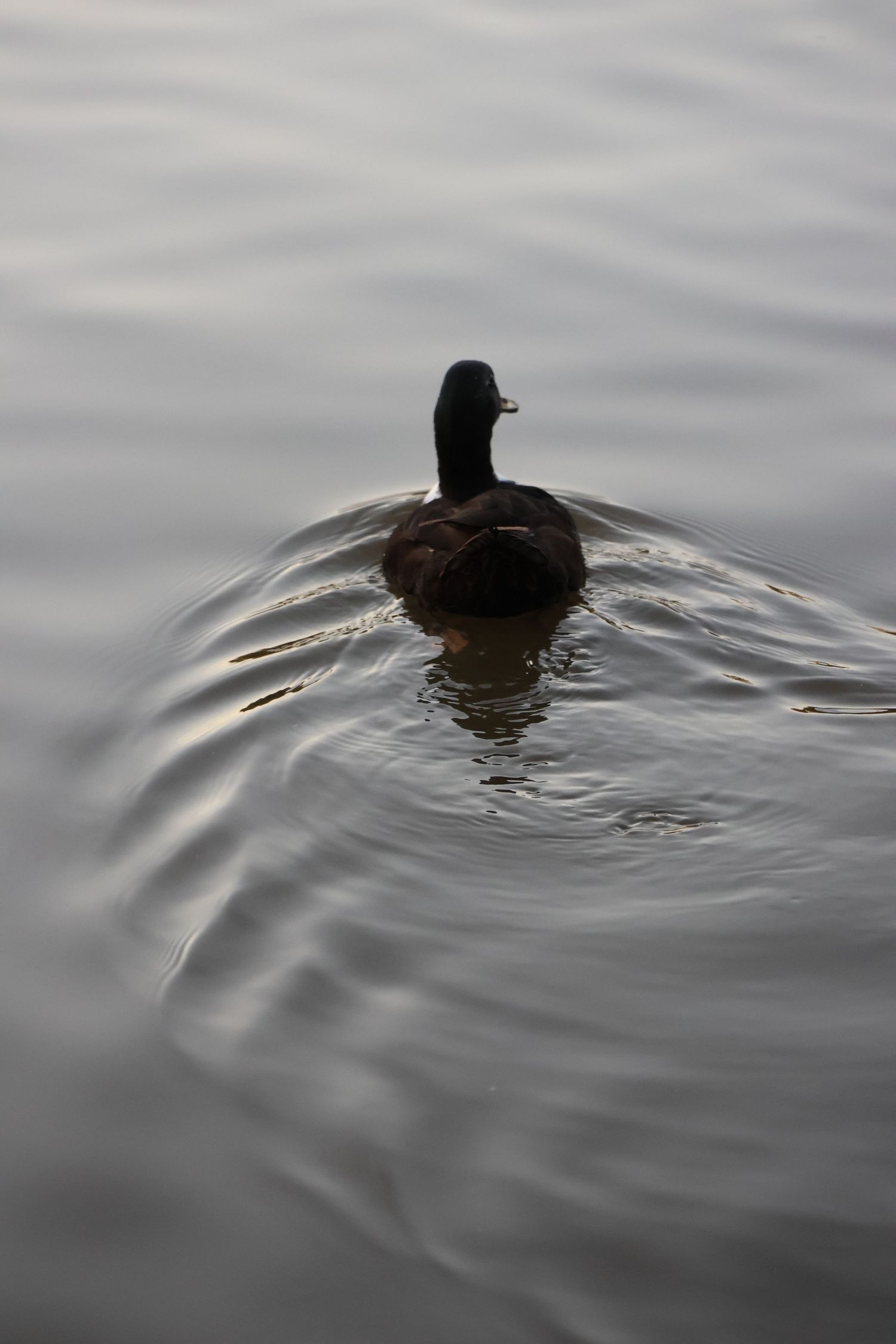 Duck on Water