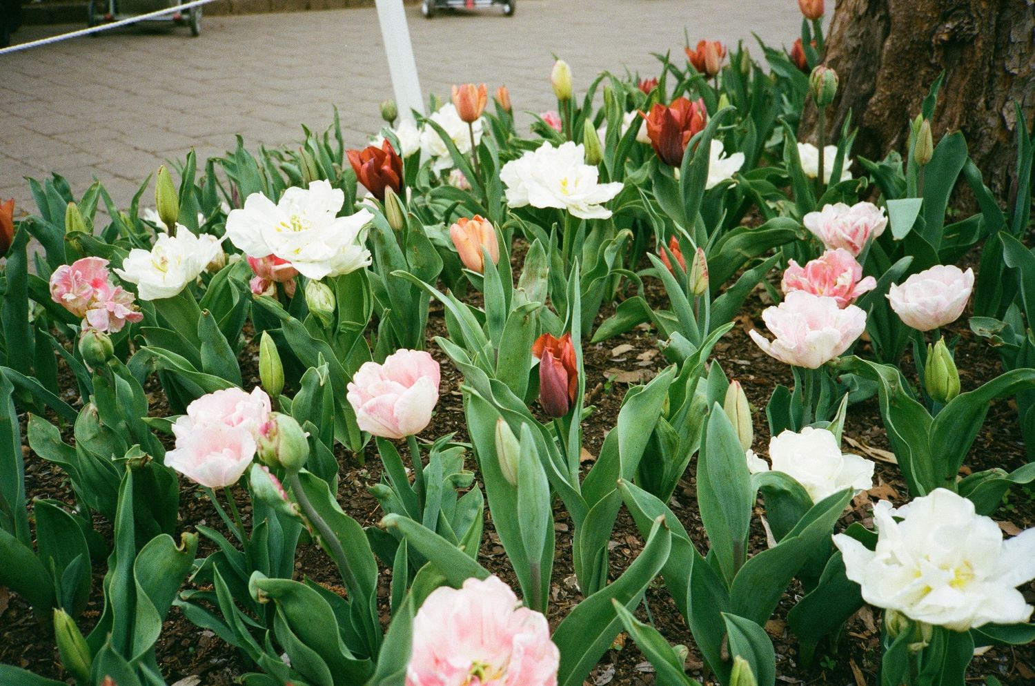 Film Photography