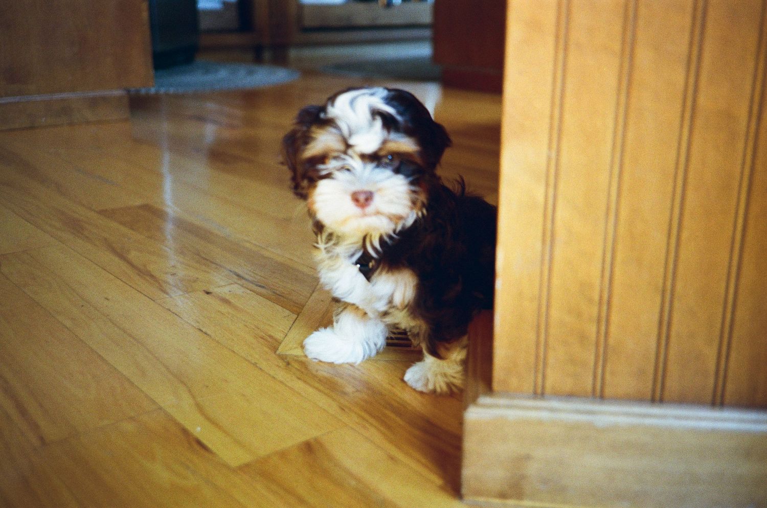35mm photograph of a small puppy.