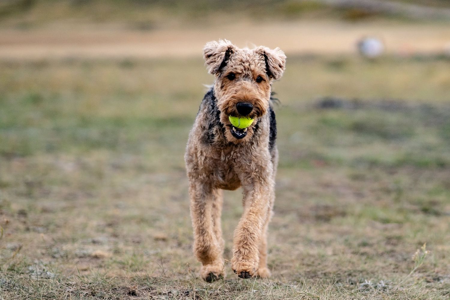Airedale terrier running with tennis ball in mouth against blurred outdoor background.