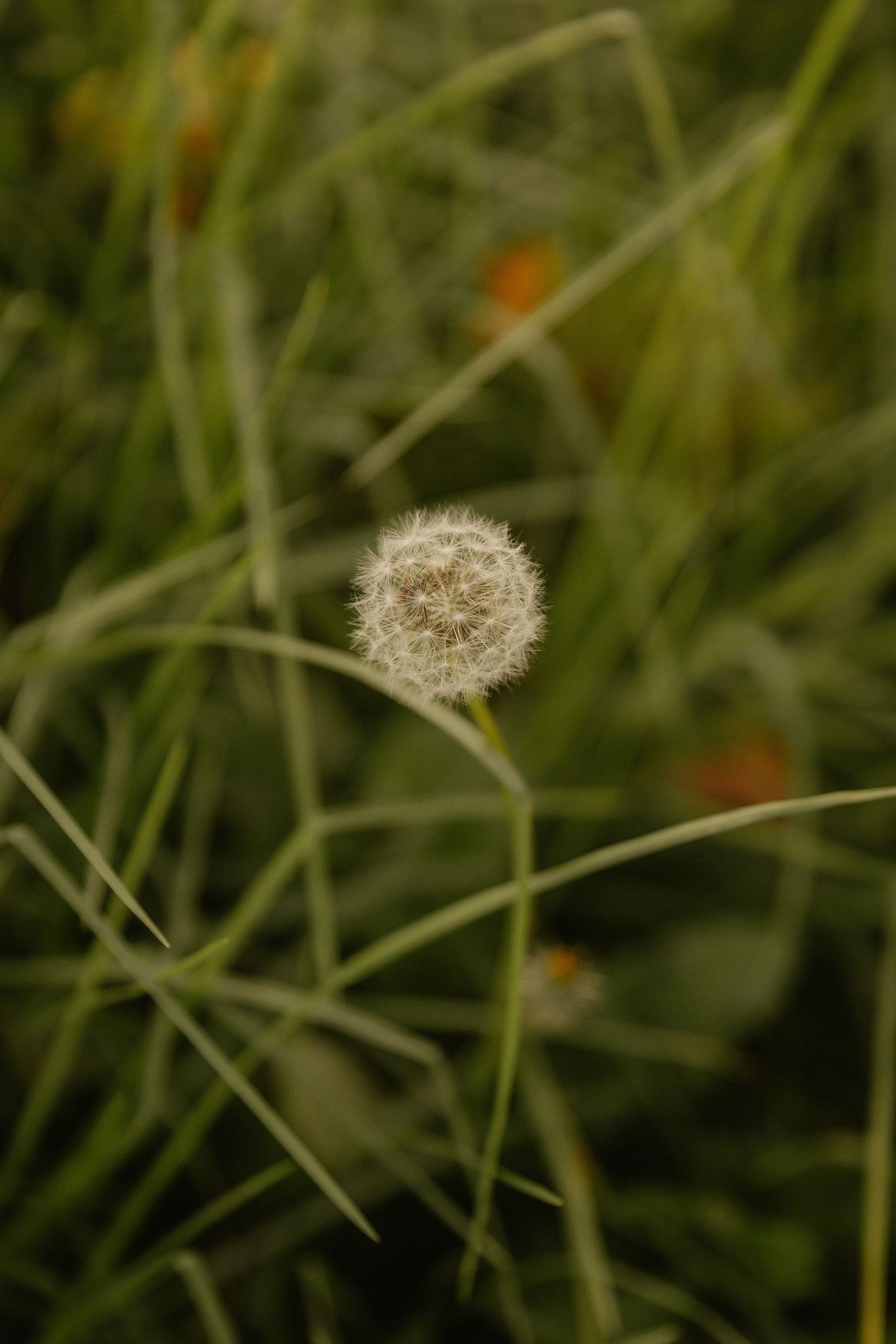 A single delicate dandelion seedhead stands among green grass blades in soft focus.