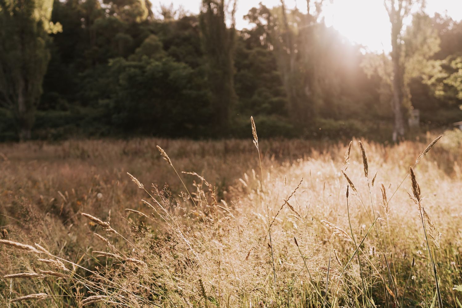 Golden sunlight filters through tall grass in a serene meadow at sunset casting a warm ethereal glow.