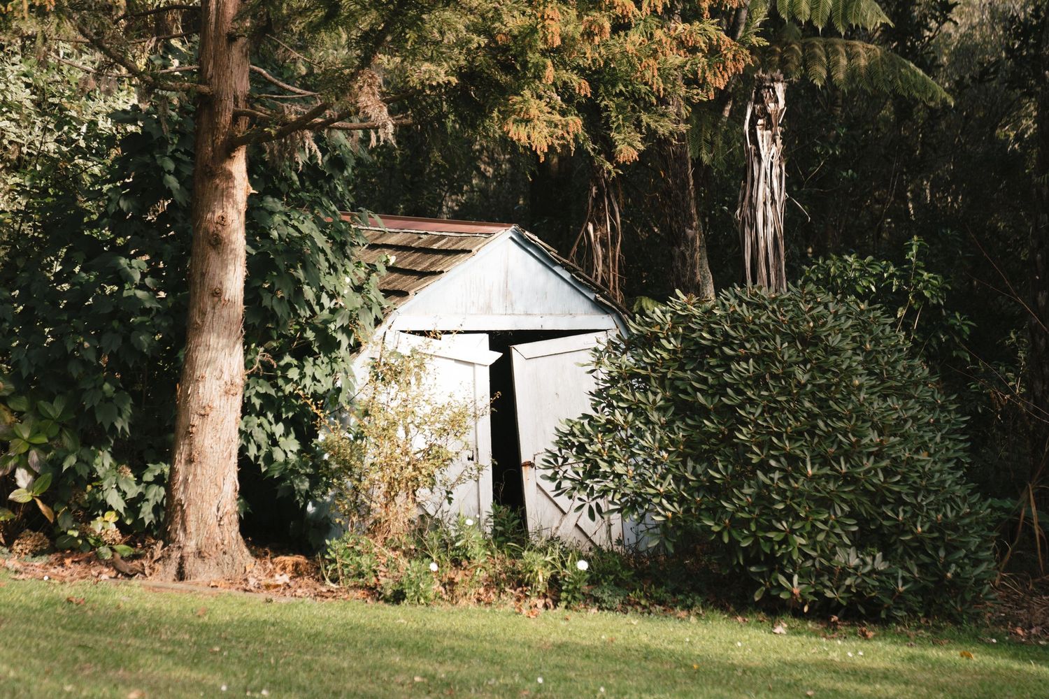 A small white garden shed tucked away among trees and shrubs in a sunny backyard setting.
